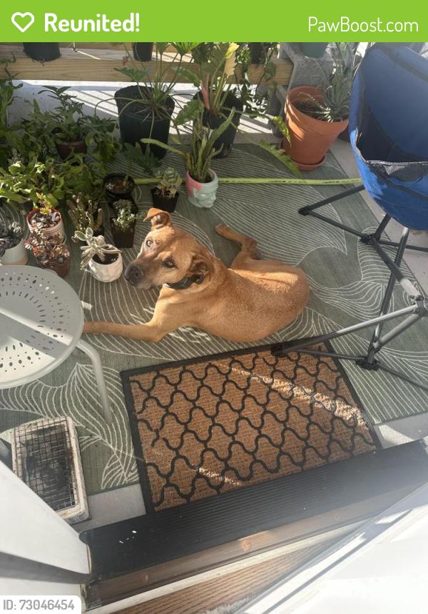 Reunited Female Dog last seen Village Garden Dr Ooltewah, Ooltewah, TN 37363