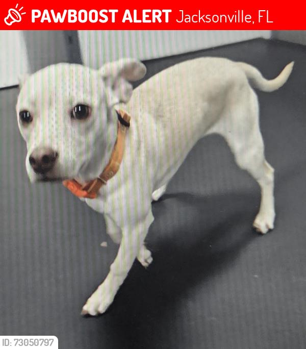 Lost Female Dog last seen Beach and Cortez 32246, Jacksonville, FL 32246