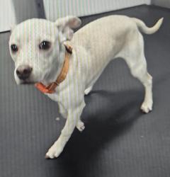 Lost Female Dog last seen Beach and Cortez 32246, Jacksonville, FL 32246
