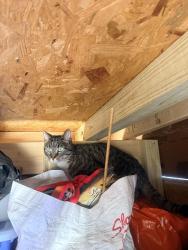 Found/Stray Unknown Cat last seen 6th and wolf south Philly , Philadelphia, PA 19147