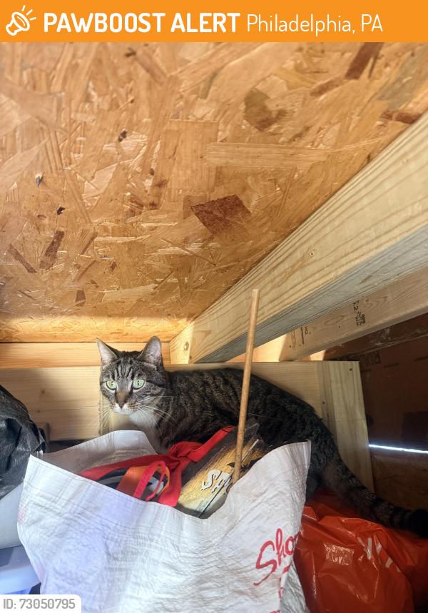 Found/Stray Unknown Cat last seen 6th and wolf south Philly , Philadelphia, PA 19147