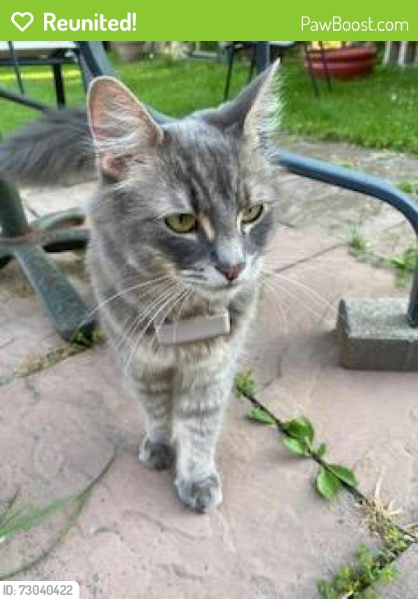 Reunited Unknown Cat last seen warden and ellesmere, Toronto, ON M1R 2S8
