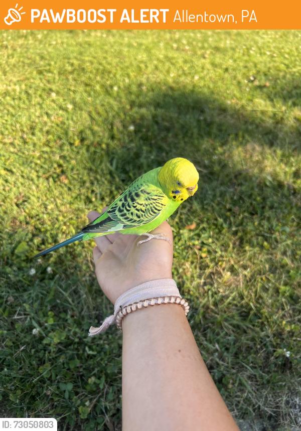 Found/Stray Female Bird last seen W Erie St, Allentown PA, Allentown, PA 18103