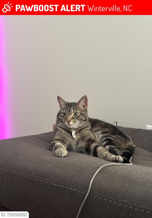 Lost Female Cat last seen Sailor Rose Ln, Winterville, NC 28590