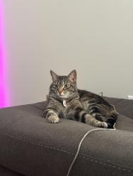 Lost Female Cat last seen Sailor Rose Ln, Winterville, NC 28590