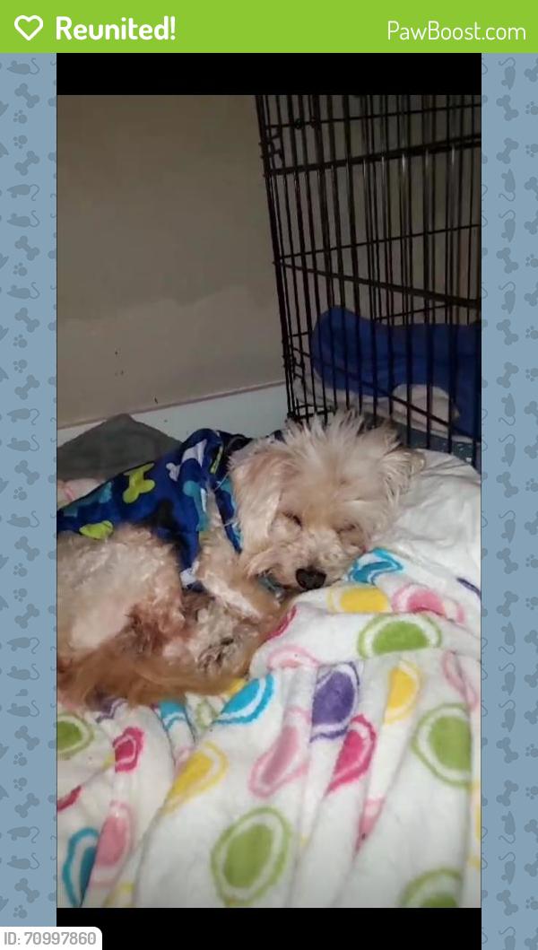 Reunited Male Dog last seen S 272nd Street, Kent, WA 98031