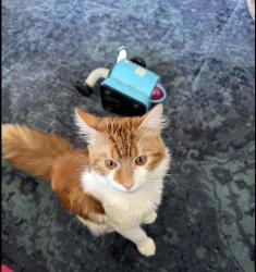 Lost Male Cat last seen Warners End, Hertfordshire, England HP1