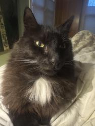 Reunited Male Cat last seen Parker Street near Milvia, Berkeley, CA 94703
