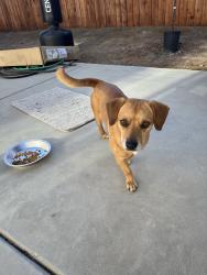 Found/Stray Male Dog last seen Cornelia/ McKinley, Fresno, CA 93722