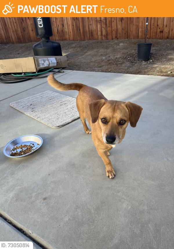 Found/Stray Male Dog last seen Cornelia/ McKinley, Fresno, CA 93722
