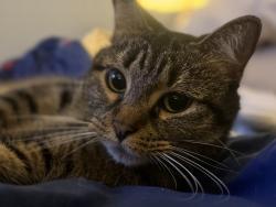 Lost Female Cat last seen Eastwood Blvd, Centereach, NY 11720