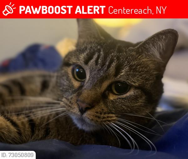 Lost Female Cat last seen Eastwood Blvd, Centereach, NY 11720