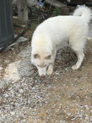 Found/Stray Unknown Dog last seen Lee rd/ starling rd, Bailey, NC 27807