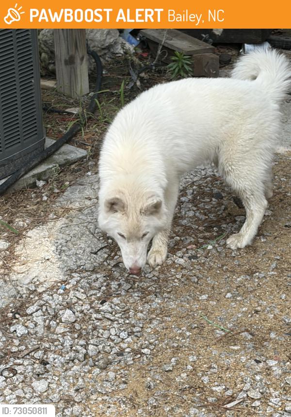 Found/Stray Unknown Dog last seen Lee rd/ starling rd, Bailey, NC 27807