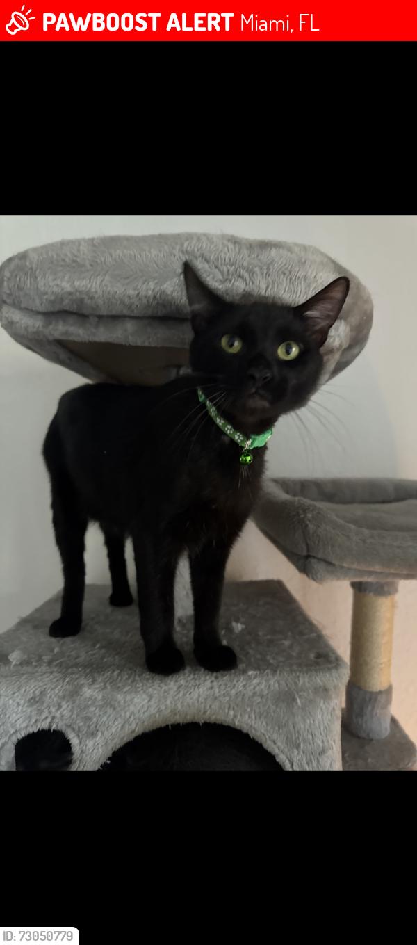 Lost Male Cat last seen Near Ives Dairy Rd, Miami, FL 33179