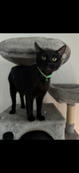Lost Male Cat last seen Near Ives Dairy Rd, Miami, FL 33179