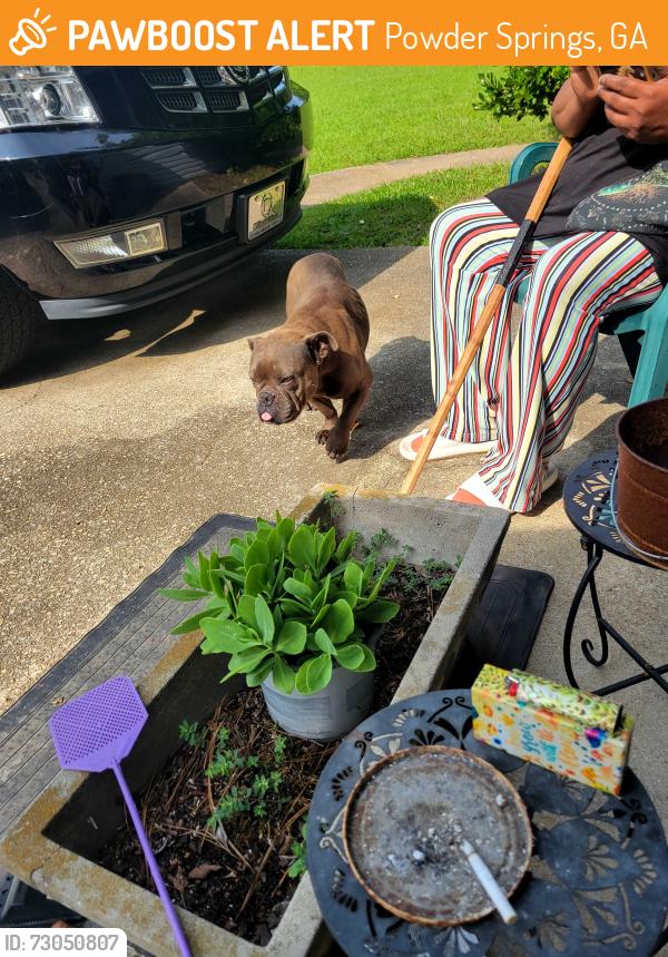 Found/Stray Female Dog last seen Delhi & Bengal Drive/ Powder Springs, Ga, Powder Springs, GA 30127
