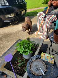 Found/Stray Female Dog last seen Delhi & Bengal Drive/ Powder Springs, Ga, Powder Springs, GA 30127