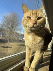 Lost Male Cat last seen cedar ave and or white bear ave, White Bear Lake, MN 55110