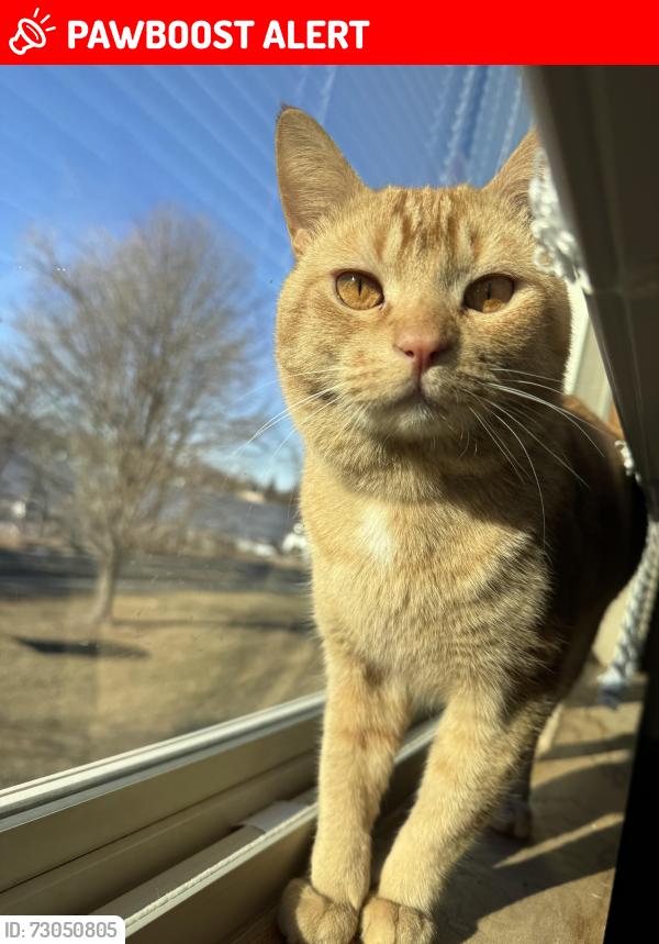 Lost Male Cat last seen cedar ave and or white bear ave, White Bear Lake, MN 55110