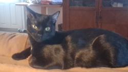 Lost Male Cat last seen Ne 86th Lane, Anthony, FL 32617