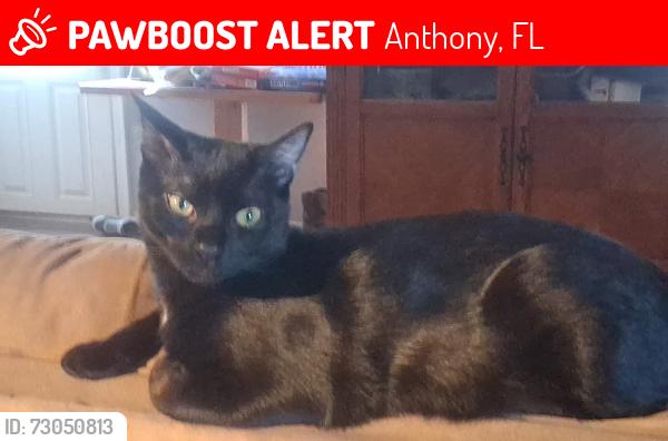 Lost Male Cat last seen Ne 86th Lane, Anthony, FL 32617
