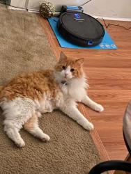 Reunited Male Cat last seen Derry Street between 19th and 24th, Harrisburg, PA 17104