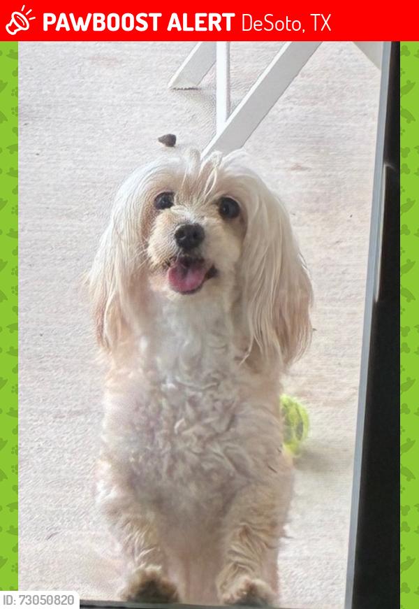 Lost Female Dog last seen Desoto East middle school, DeSoto, TX 75115