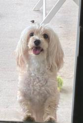 Lost Female Dog last seen Desoto East middle school, DeSoto, TX 75115