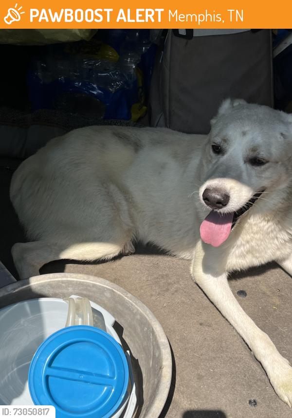 Found/Stray Male Dog last seen Singleton Pkwy., Memphis, TN 38128