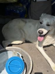 Found/Stray Male Dog last seen Singleton Pkwy., Memphis, TN 38128