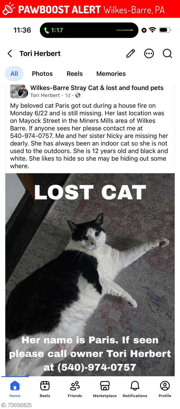 Lost Female Cat last seen Mayock Street near Penn Lee footwear , Wilkes-Barre, PA 18705