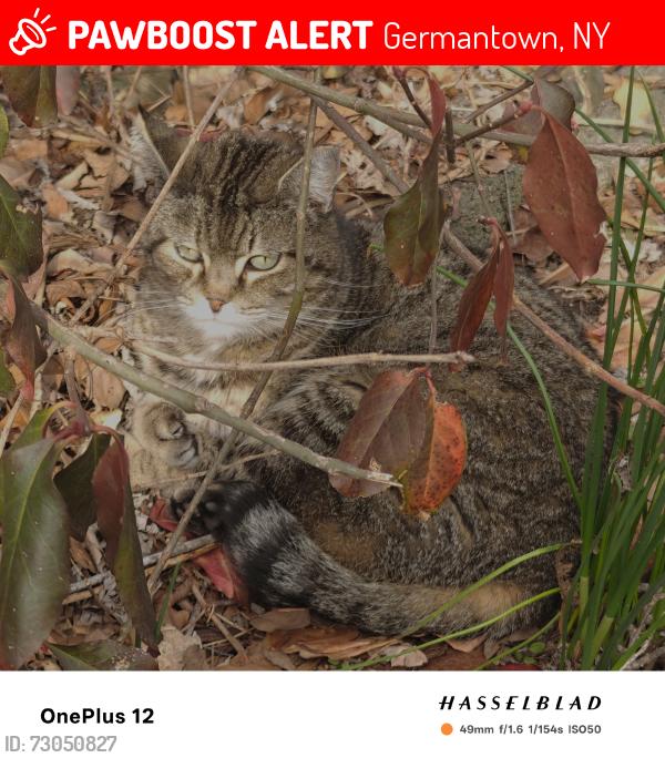 Lost Female Cat last seen Roundtop and route 9G, Germantown, NY 12526