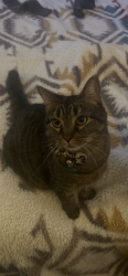 Lost Female Cat last seen Eastwood and tree road , Centereach, NY 11720