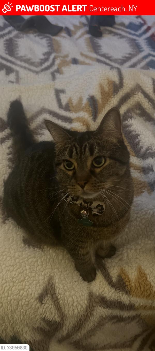 Lost Female Cat last seen Eastwood and tree road , Centereach, NY 11720