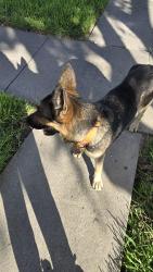 Found/Stray Unknown Dog last seen Roddfield and Fred's folly, Corpus Christi, TX 78414