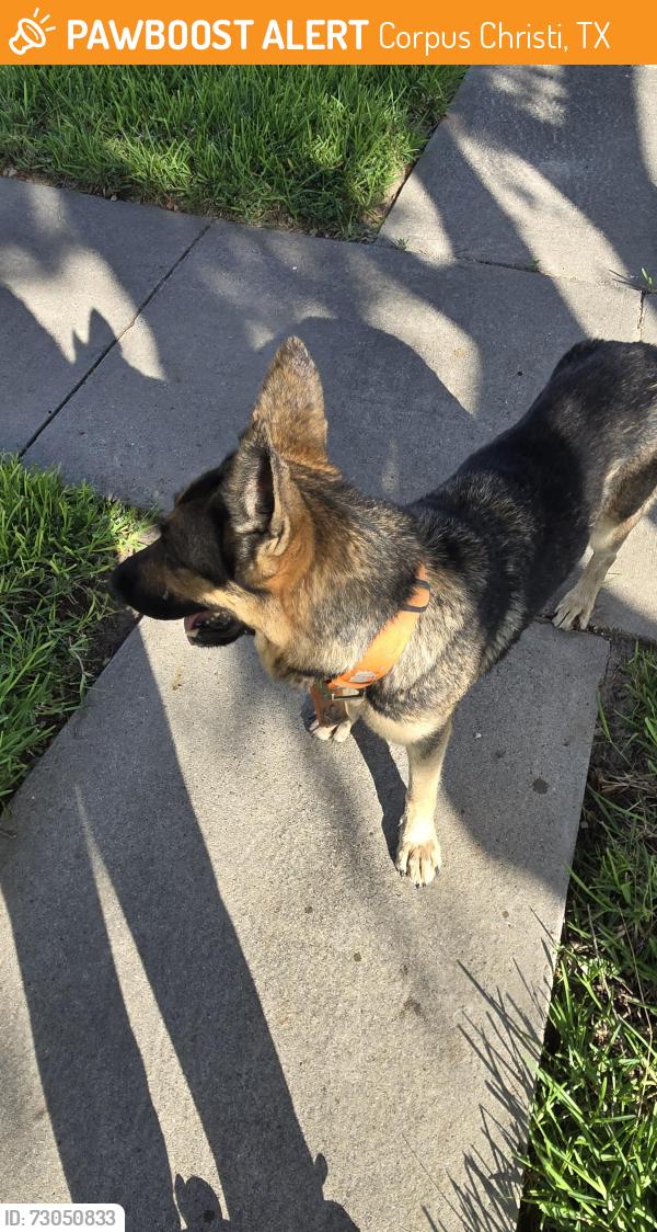 Found/Stray Unknown Dog last seen Roddfield and Fred's folly, Corpus Christi, TX 78414