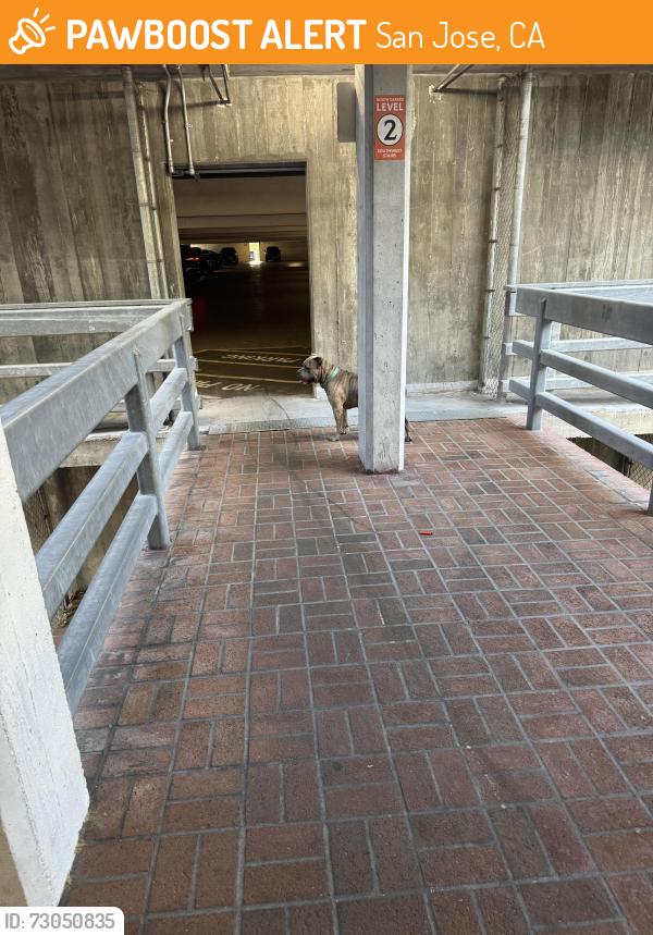 Found/Stray Male Dog last seen 10th st, San Jose, CA 95112