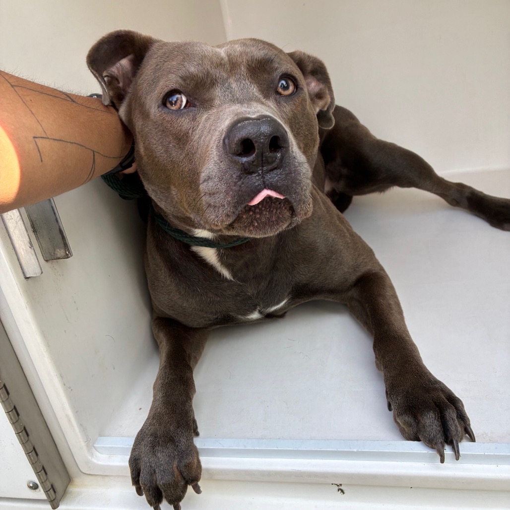 Shelter Stray Male Dog last seen , 4500 N Access Rd, Chattanooga, TN 37415, USA