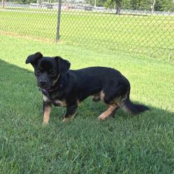 Shelter Stray Male Dog last seen , 2951 S 1st St, Cabot, AR 72023, USA