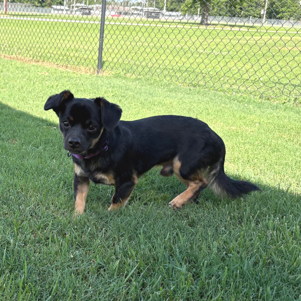 Shelter Stray Male Dog last seen , 2951 S 1st St, Cabot, AR 72023, USA