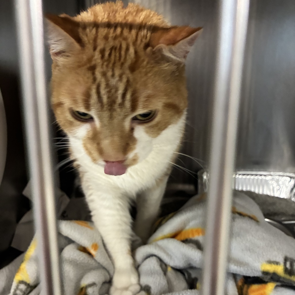 Shelter Stray Male Cat last seen , 16121 Reckinger Rd, Dearborn, MI 48126, USA