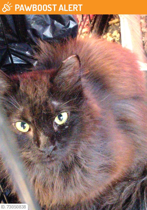 Found/Stray Female Cat last seen Near Three Notch road Dameron Maryland, St. Mary's County, MD 20636