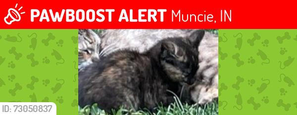 Lost Unknown Cat last seen Wheeling and McGalliard, Muncie, IN 47303