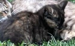 Lost Unknown Cat last seen Wheeling and McGalliard, Muncie, IN 47303