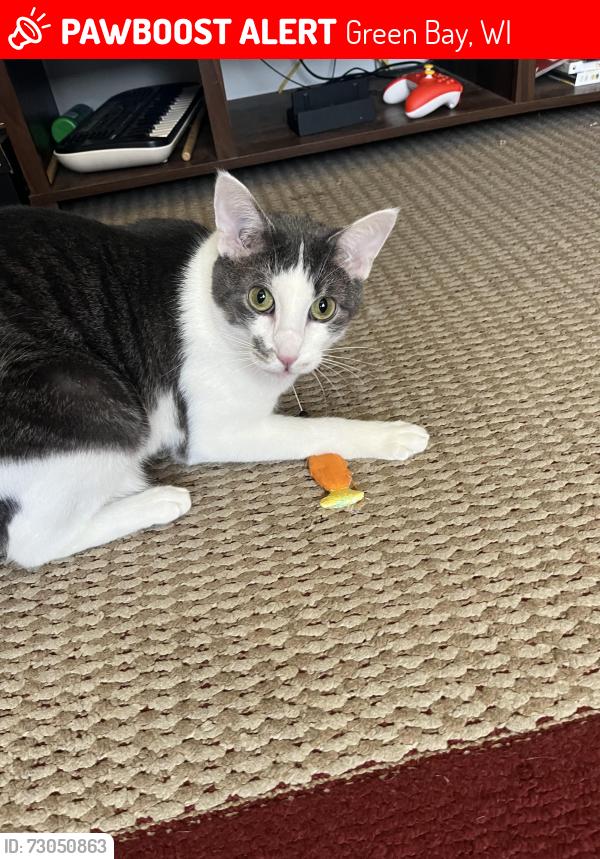 Lost Male Cat last seen Fisk st Green Bay, Green Bay, WI 54303
