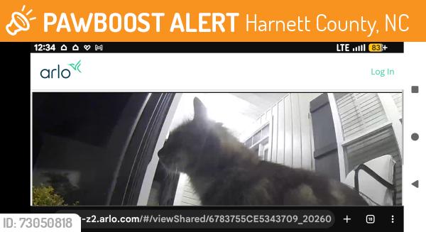 Found/Stray Female Cat last seen Hwy 42 near Duncan, Oak Haven and Buckhorn Farmss, Harnett County, NC 27540