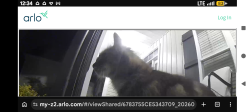 Found/Stray Female Cat last seen Hwy 42 near Duncan, Oak Haven and Buckhorn Farmss, Harnett County, NC 27540