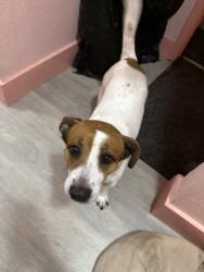 Lost Male Dog last seen By snappers, Miami, FL 33142
