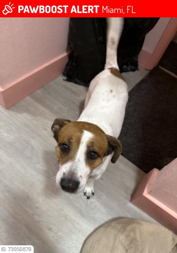 Lost Male Dog last seen By snappers, Miami, FL 33142